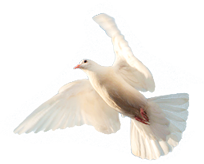 Голубь